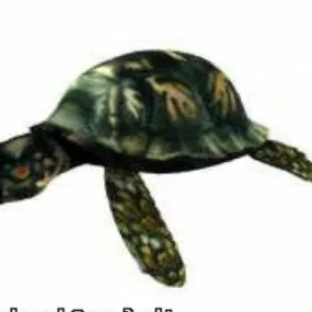 Turtle Box 3d model