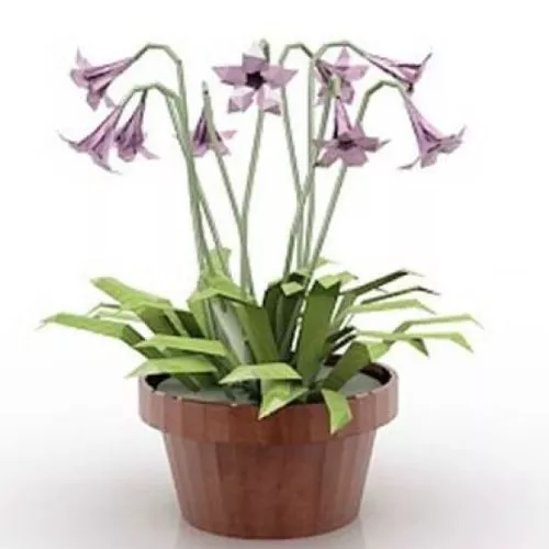House Plant Flower 3d model House Plant Flower 3d model