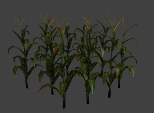 Corn Field 3d model Corn Field 3d model