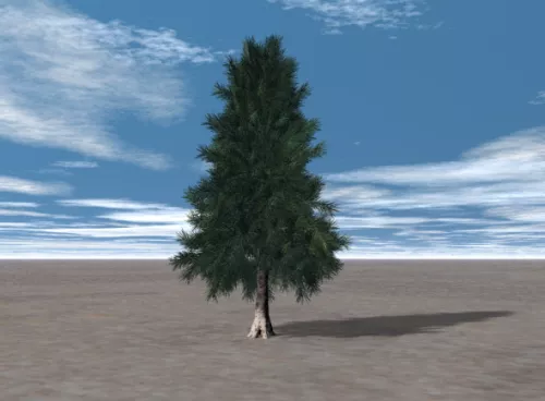 Hemlock Tree 3d model Hemlock Tree 3d model