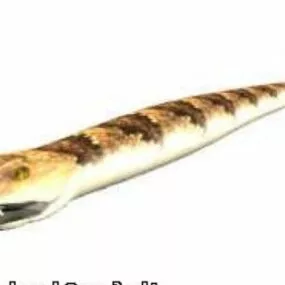 Rattle Snake 3d model