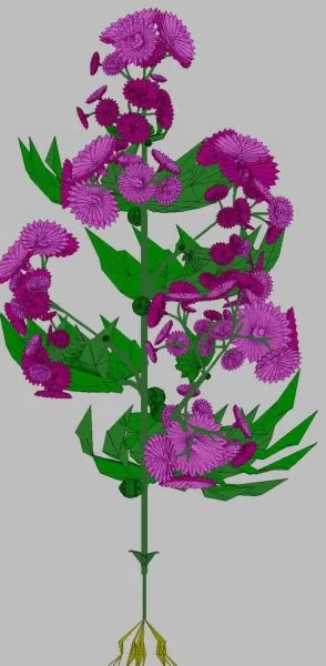 Purple Crisantemum Flower 3d model Purple Crisantemum Flower 3d model