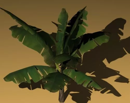 Banana Tree 3d model Banana Tree 3d model