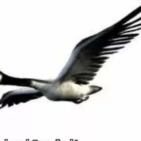 Animal Goose 3d model