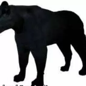 Black Panther Animal 3d model