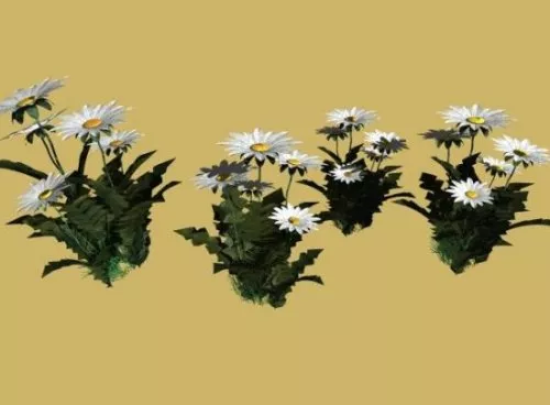 Flowers 3d model Flowers 3d model