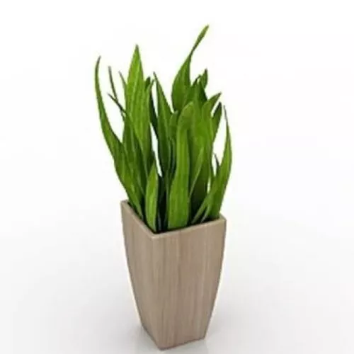 House Plant Indoor 3d model House Plant Indoor 3d model