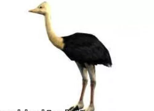 Ostrich 3d model Ostrich 3d model
