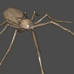 Spider 3d model