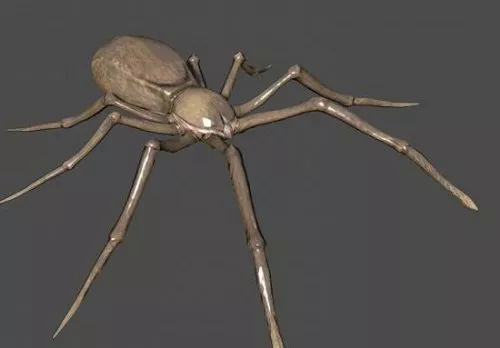 Spider 3d model Spider 3d model