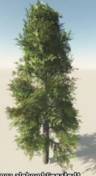 Broad Leaf Tree 3d model Broad Leaf Tree 3d model