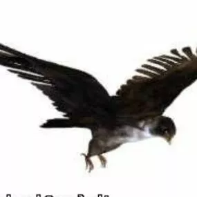 Falcon Bird 3d model