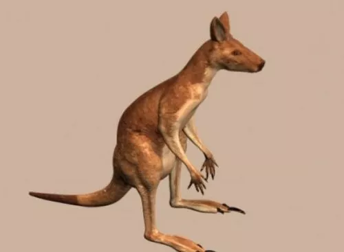 Cute Cartoon Baby Kangaroo 3d model