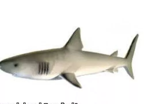 Tiger Shark 3d model Tiger Shark 3d model