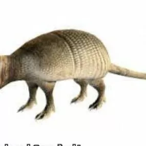 Animal Armadillo 3d model