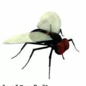 Fly Animal Insect 3d model