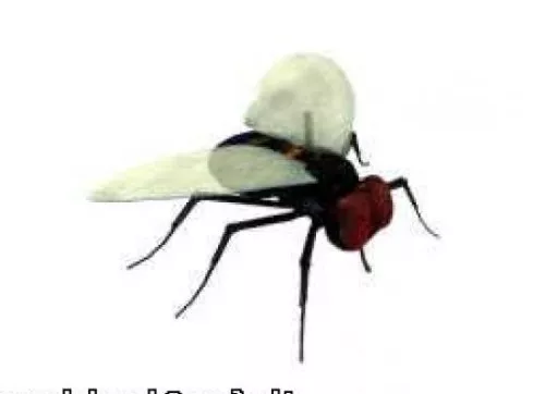 Lowpoly Fly 3d model