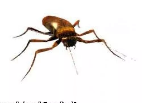 Wild Desert Spider 3d model