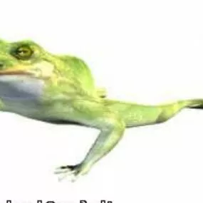 Frog Animal 3d model
