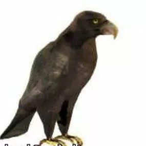 Eagle Animal 3d model