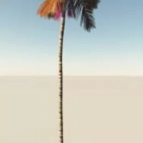 Tropical Island Coconut Tree 3d model