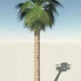 Mexican Palm Tree 3d model