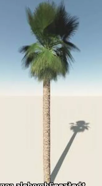 Mexican Palm Tree 3d model Mexican Palm Tree 3d model