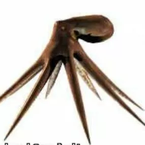 Octopus 3d model
