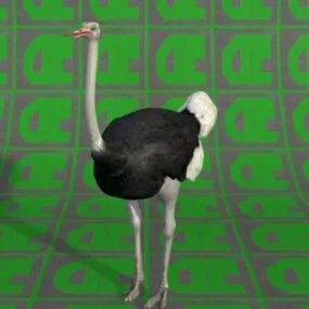 Ostrich Animal  Free 3d model