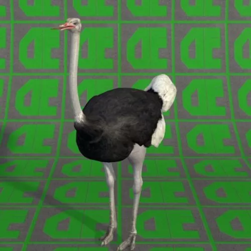 Ostrich Animal Free 3d model Ostrich Animal Free 3d model
