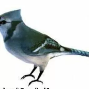 Blue Jay Bird 3d model