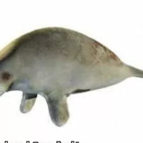Manatee  Animal 3d model