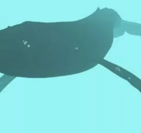 Humpback Whale Animal 3d model