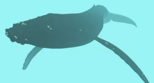 Humpback Whale Animal 3d model Humpback Whale Animal 3d model