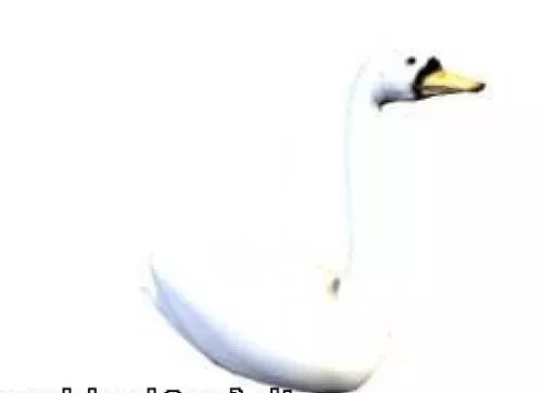 Swan Free 3d model Swan Free 3d model