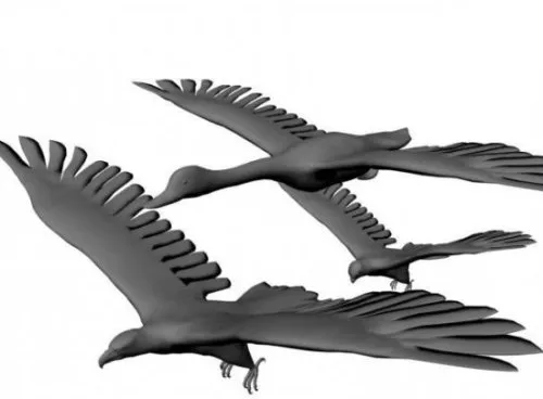 3 Birds Set 3d model 3 Birds Set 3d model