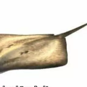 Stingray Dinosaur 3d model