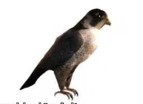 Falcon Animal 3d model Falcon Animal 3d model