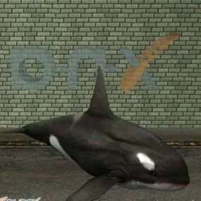 Killer Whale 3d model