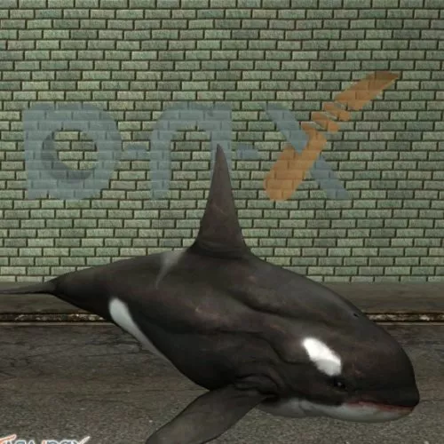 Killer Whale 3d model Killer Whale 3d model