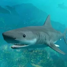 Shark 3d model