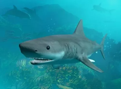 Shark 3d model Shark 3d model
