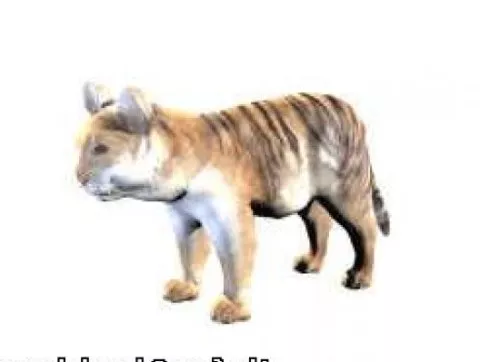 Tiger 3d model Tiger 3d model