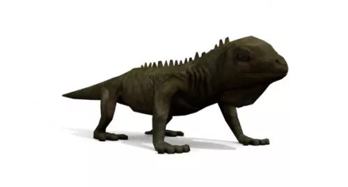 Colorful Lizard 3d model