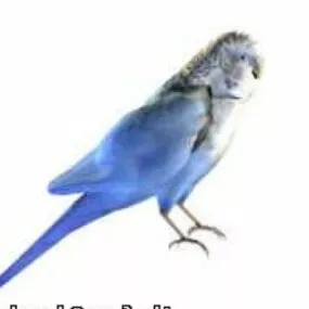 Parakeet  Animal 3d model