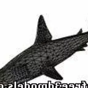 Hammer Head Shark 3d model