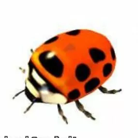 Ladybug 3d model