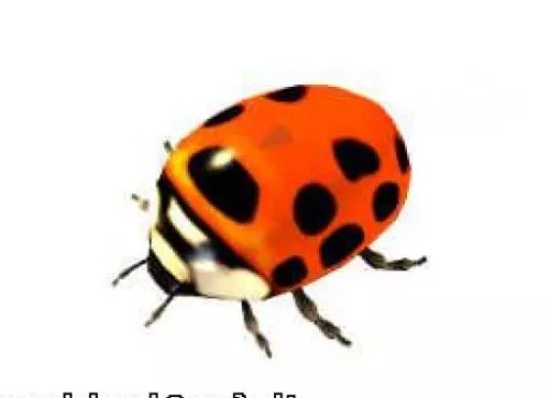 Ladybug 3d model Ladybug 3d model