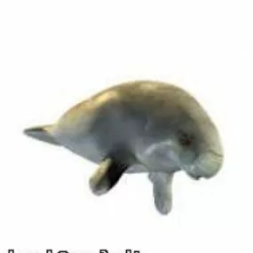 Manatee Breed  Animal 3d model