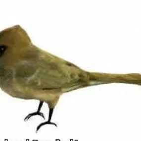 Cardinal Bird 3d model